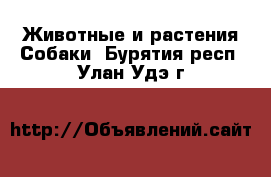 Животные и растения Собаки. Бурятия респ.,Улан-Удэ г.